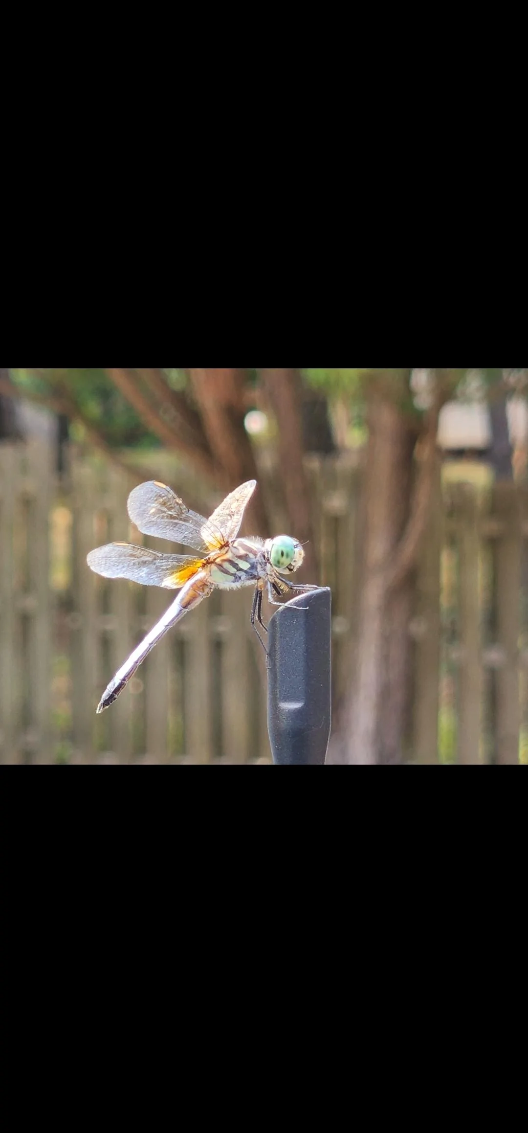 Ford Bronco Area 51 Dragonfly came to visit Screenshot_20220626-080556_Gallery