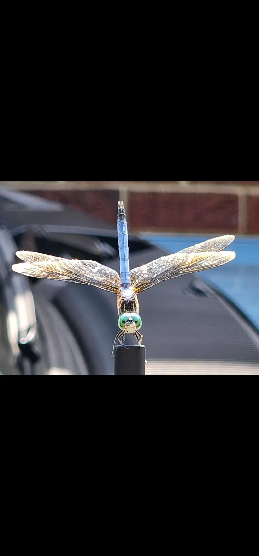 Ford Bronco Area 51 Dragonfly came to visit Screenshot_20220625-155958_Gallery