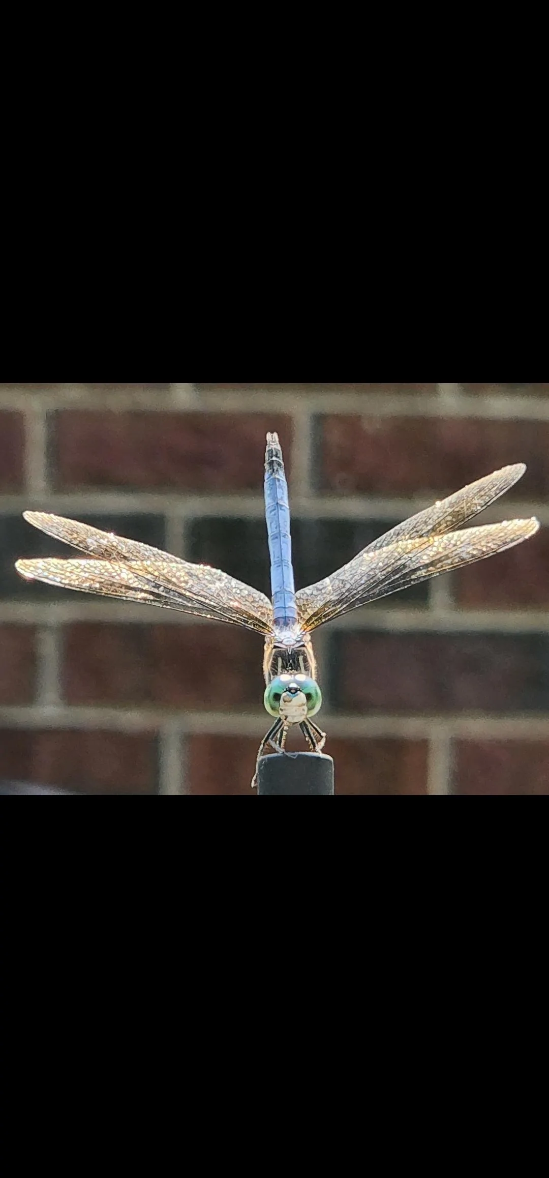 Ford Bronco Area 51 Dragonfly came to visit Screenshot_20220625-155948_Gallery