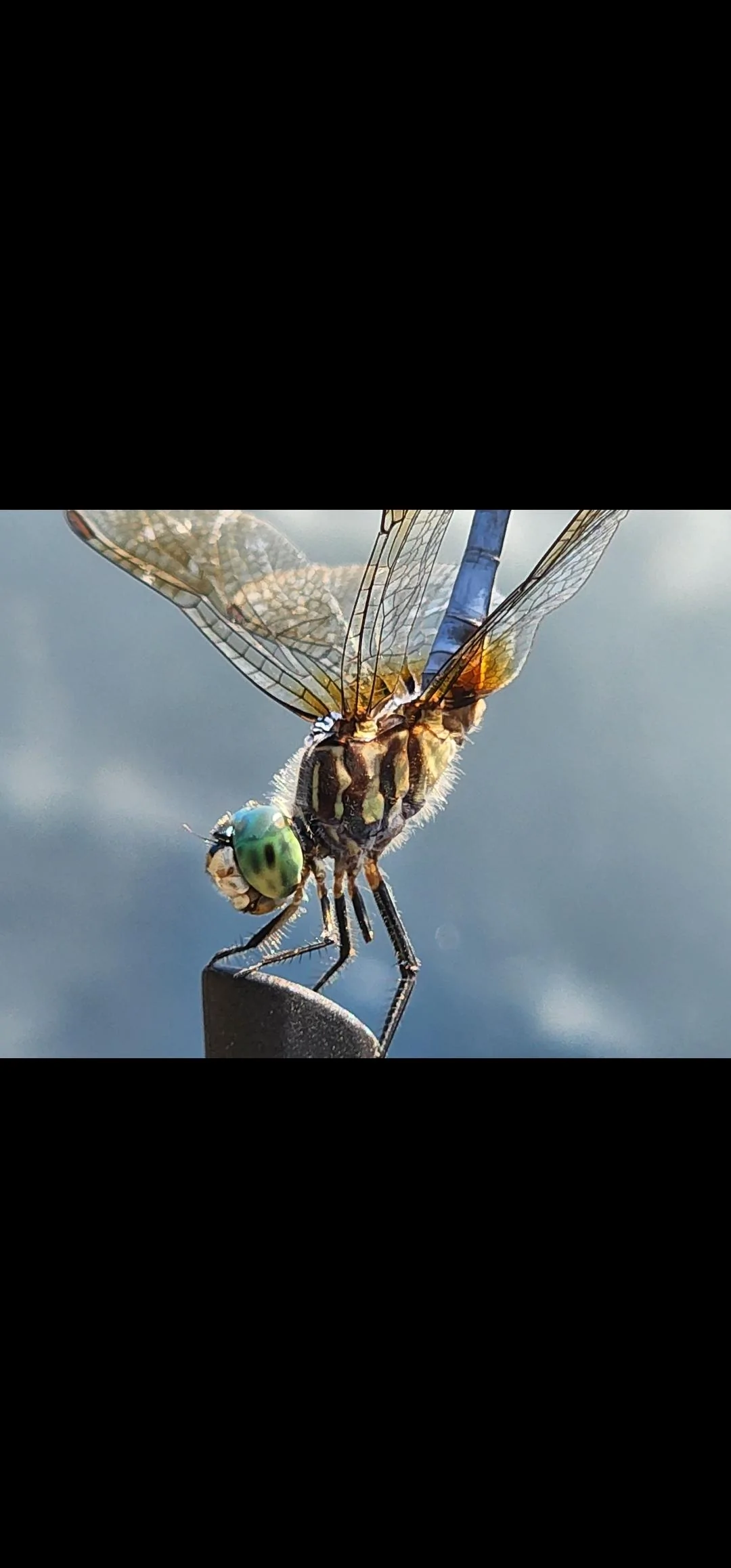 Ford Bronco Area 51 Dragonfly came to visit Screenshot_20220625-155930_Gallery