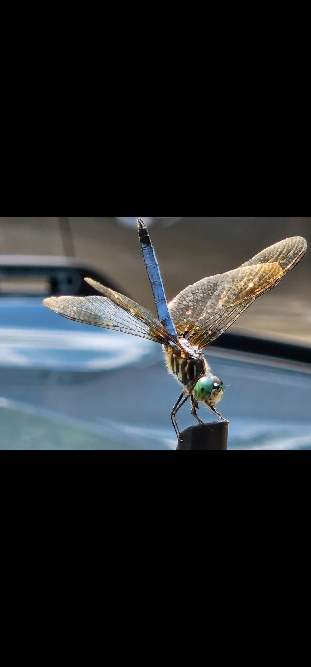 Ford Bronco Area 51 Dragonfly came to visit Screenshot_20220625-155914_Gallery