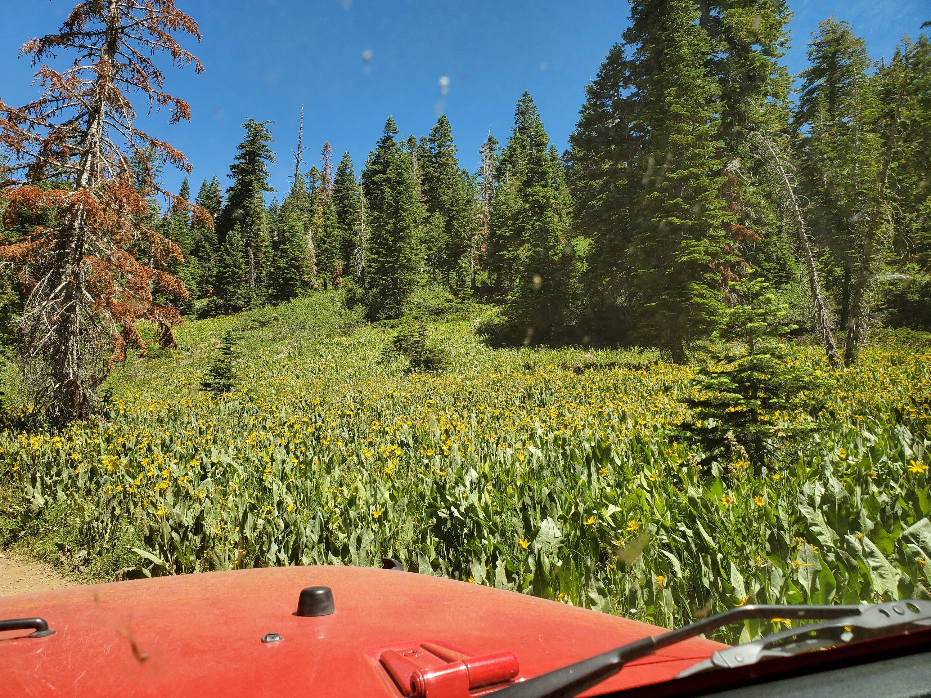 Ford Bronco 7/16 Signal Peak Trail 20220716_120410