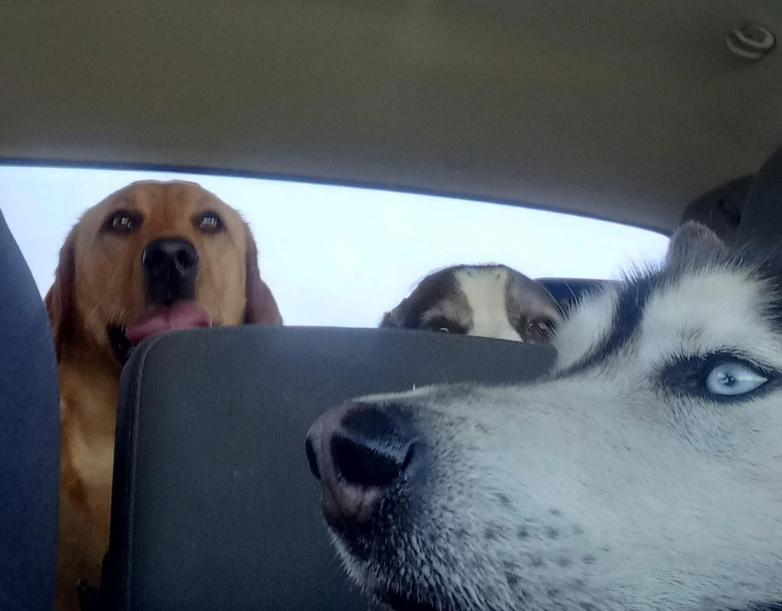 Ford Bronco Badlands vs. Wildtrak dogs