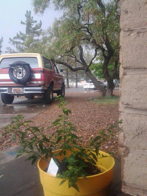 Ford Bronco Bronco Team 2 door. bronco