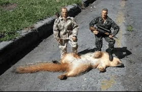 Ford Bronco Squirrels are a$$holes 1661641112445