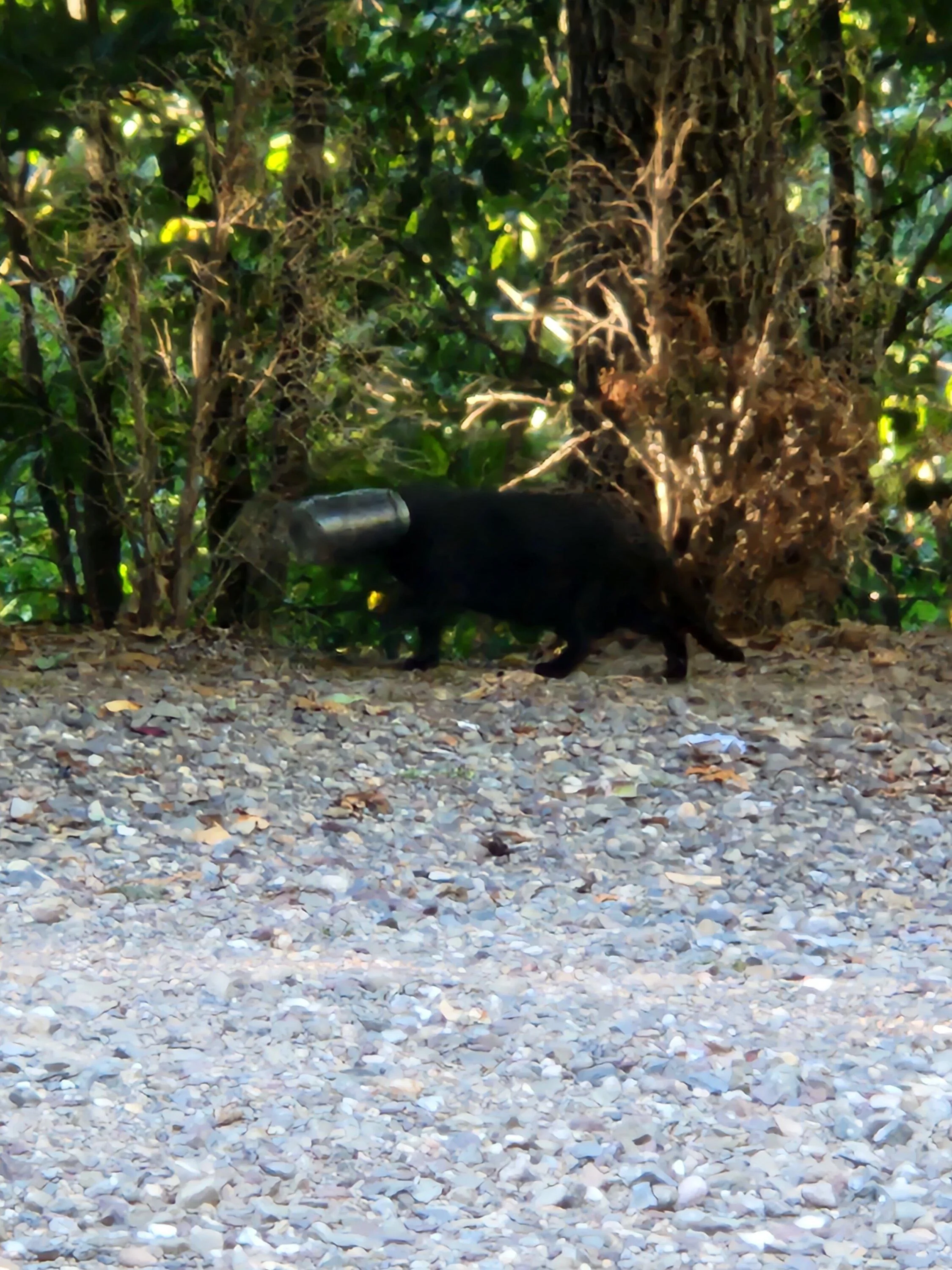 Ford Bronco Squirrels are a$$holes 20220813_184033