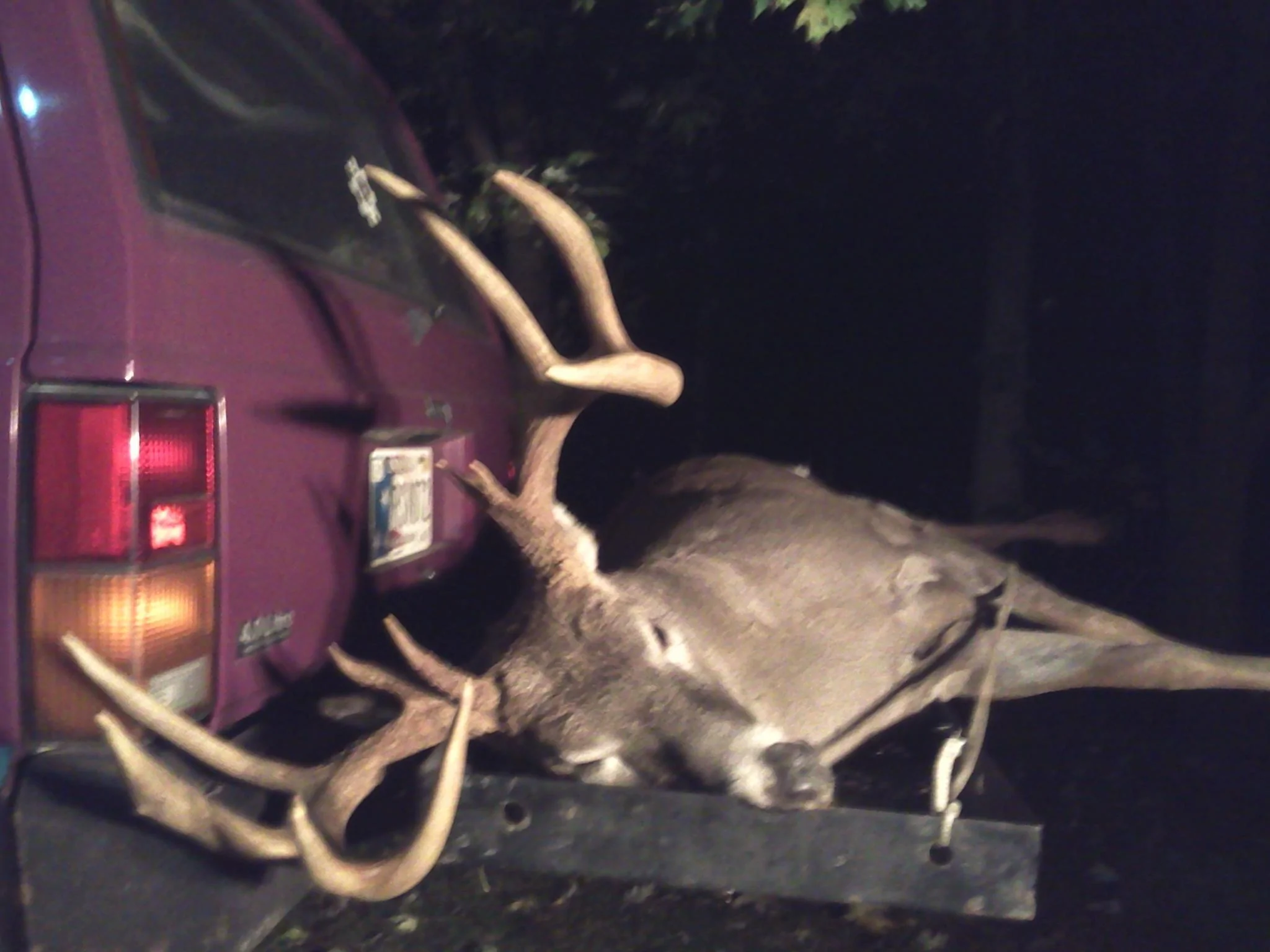 Ford Bronco Deer transportation uXtqhTc