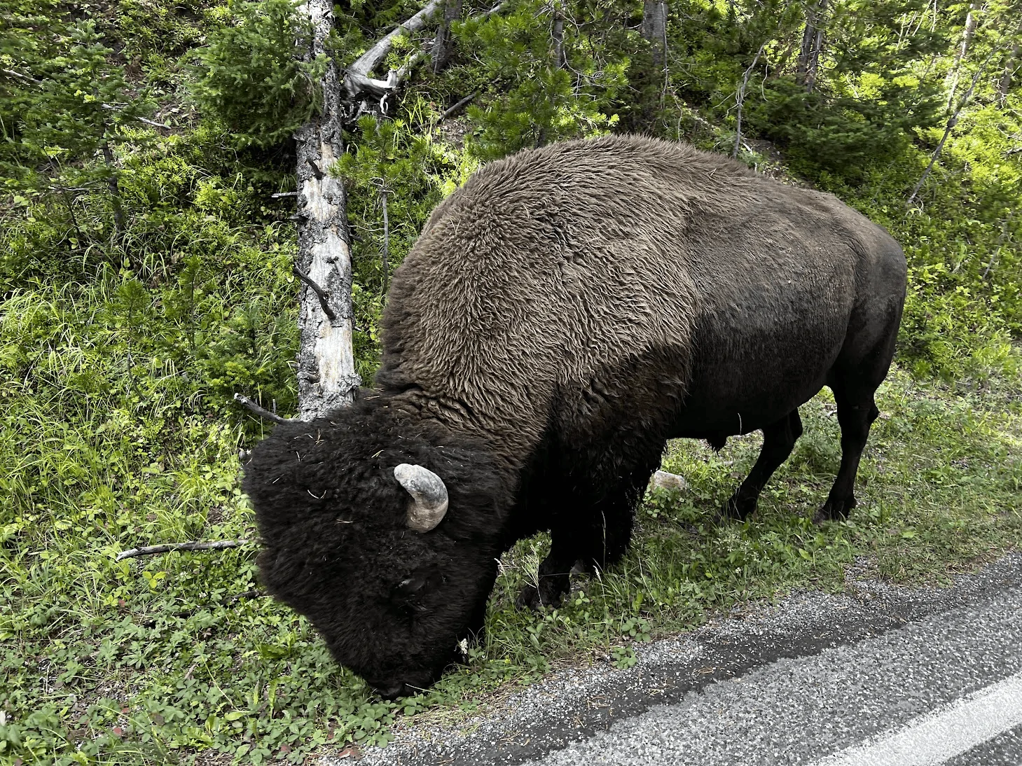 Ford Bronco Phoenix->Zion->Grand Tetons->Yellowstone Road & Camping Trip in Bronco Big Bend 1662960379659