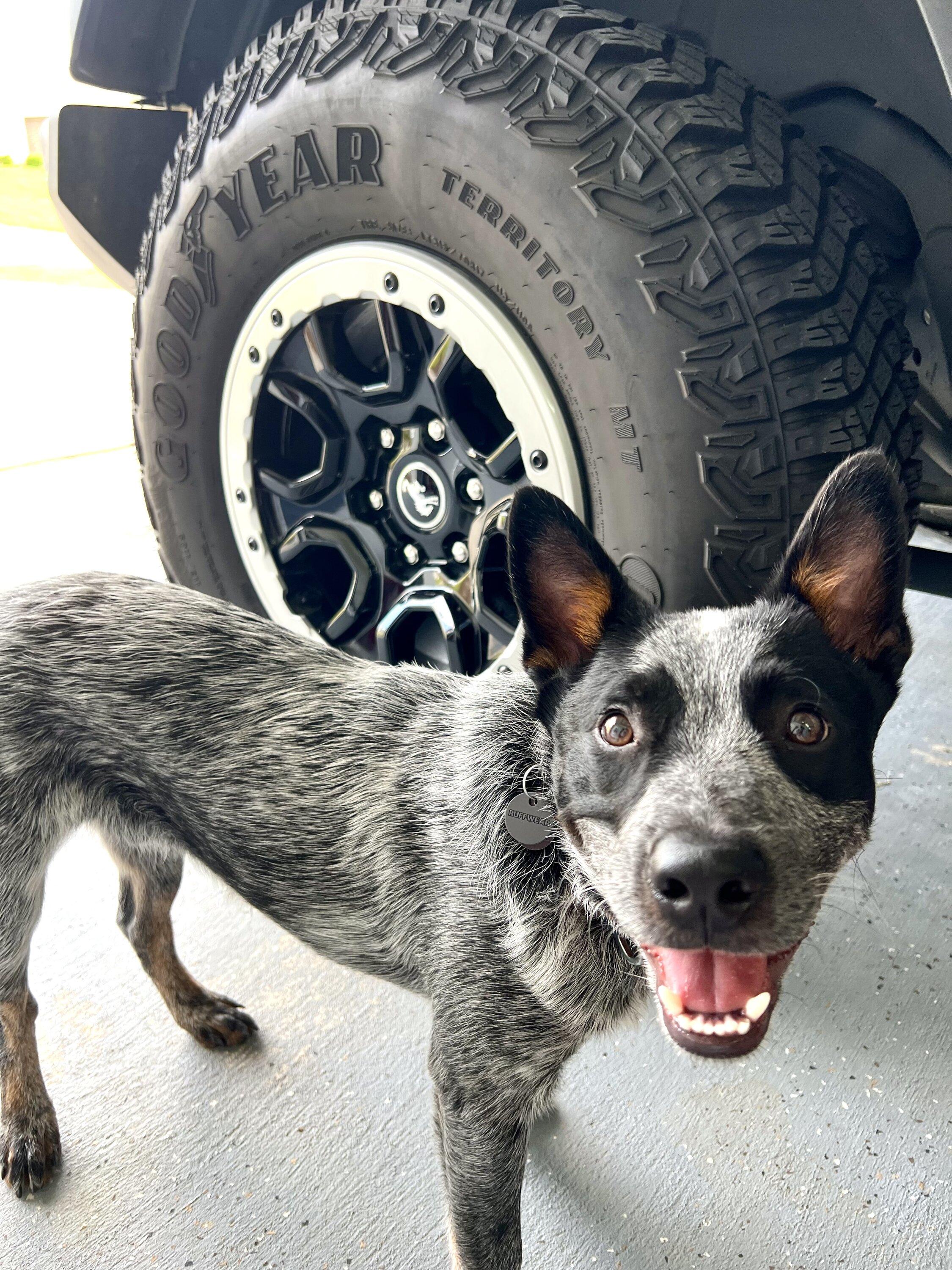 Ford Bronco 🐾 Show Us Your Dog + Bronco Photos! EB6CD788-E25C-4FDE-A523-CC51AEFB728D