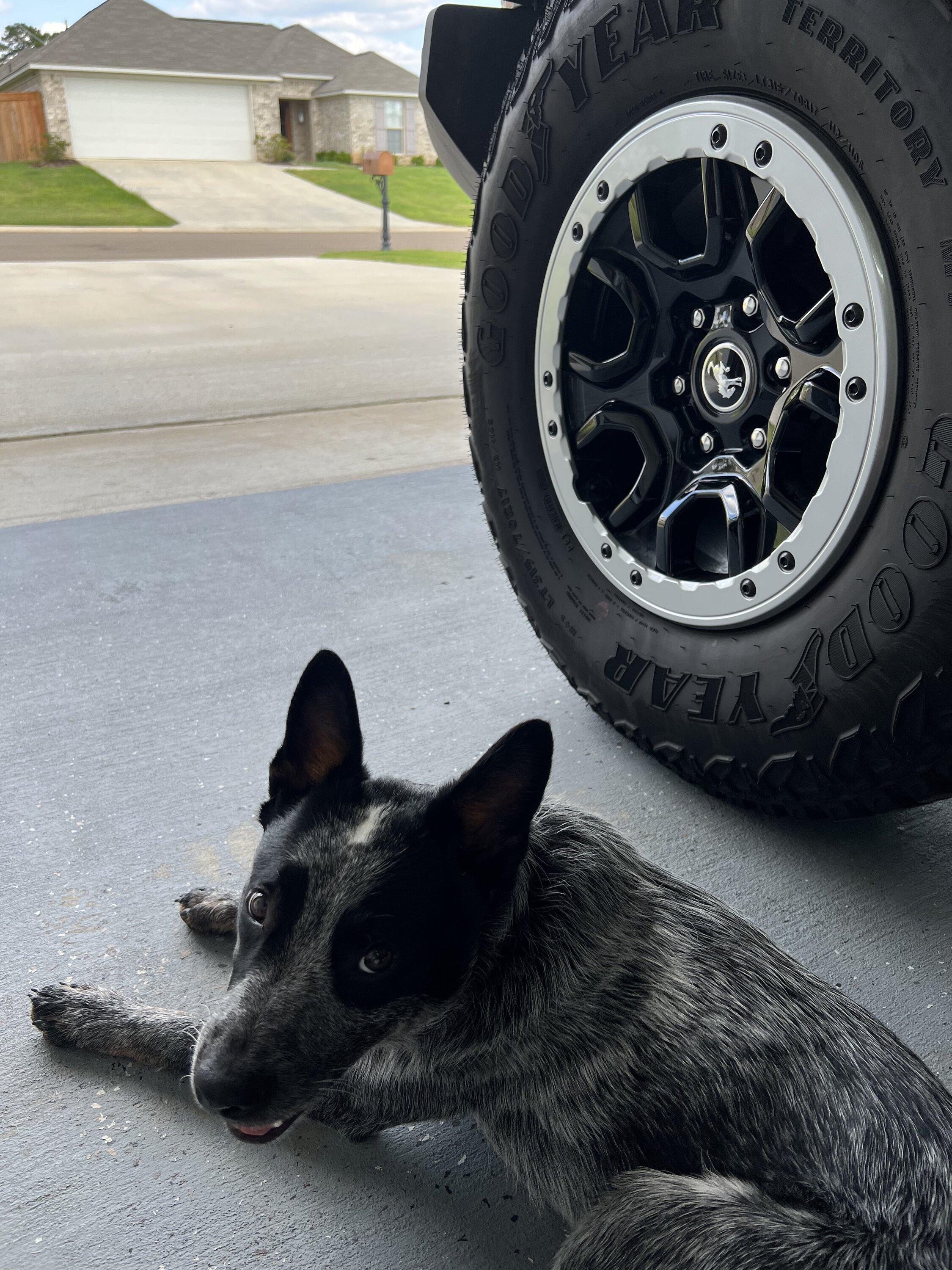 Ford Bronco 🐾 Show Us Your Dog + Bronco Photos! BF0EE1D2-FFB4-439B-A792-397B48971B21
