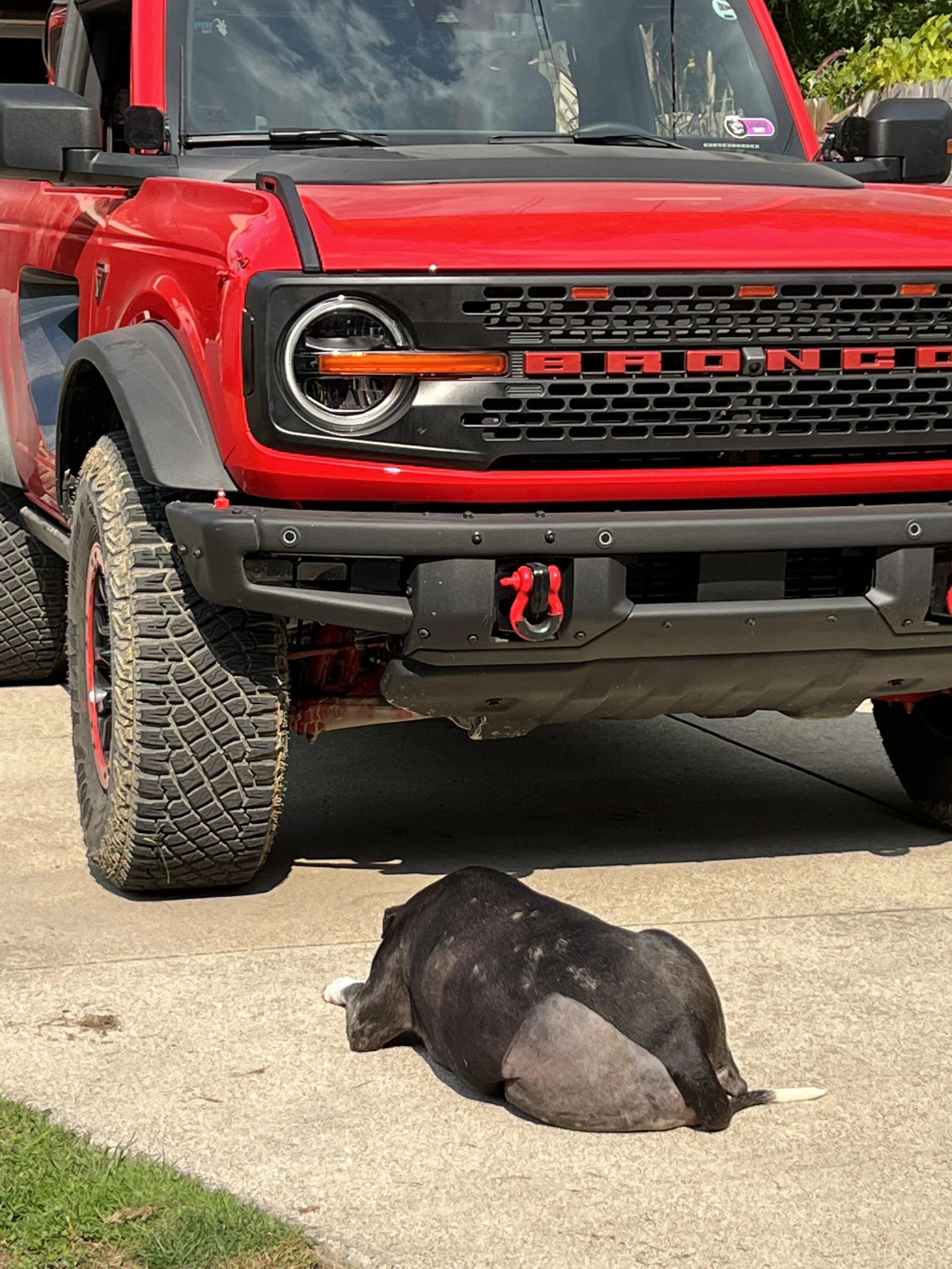 Ford Bronco 🐾 Show Us Your Dog + Bronco Photos! 02952D14-64FE-4B9B-848E-7CB4239BFF96
