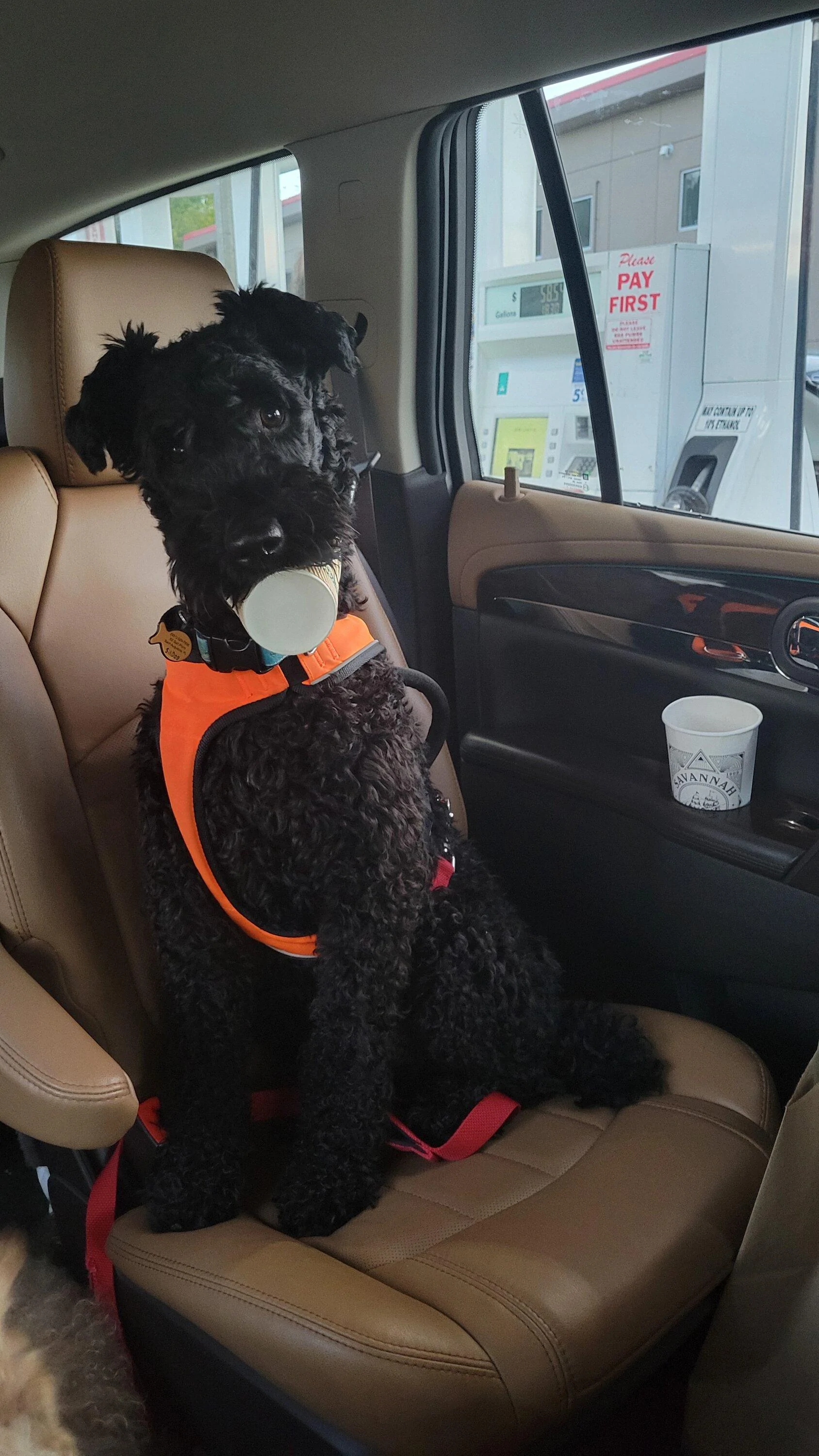 Ford Bronco 🐾 Show Us Your Dog + Bronco Photos! 20211025_182936