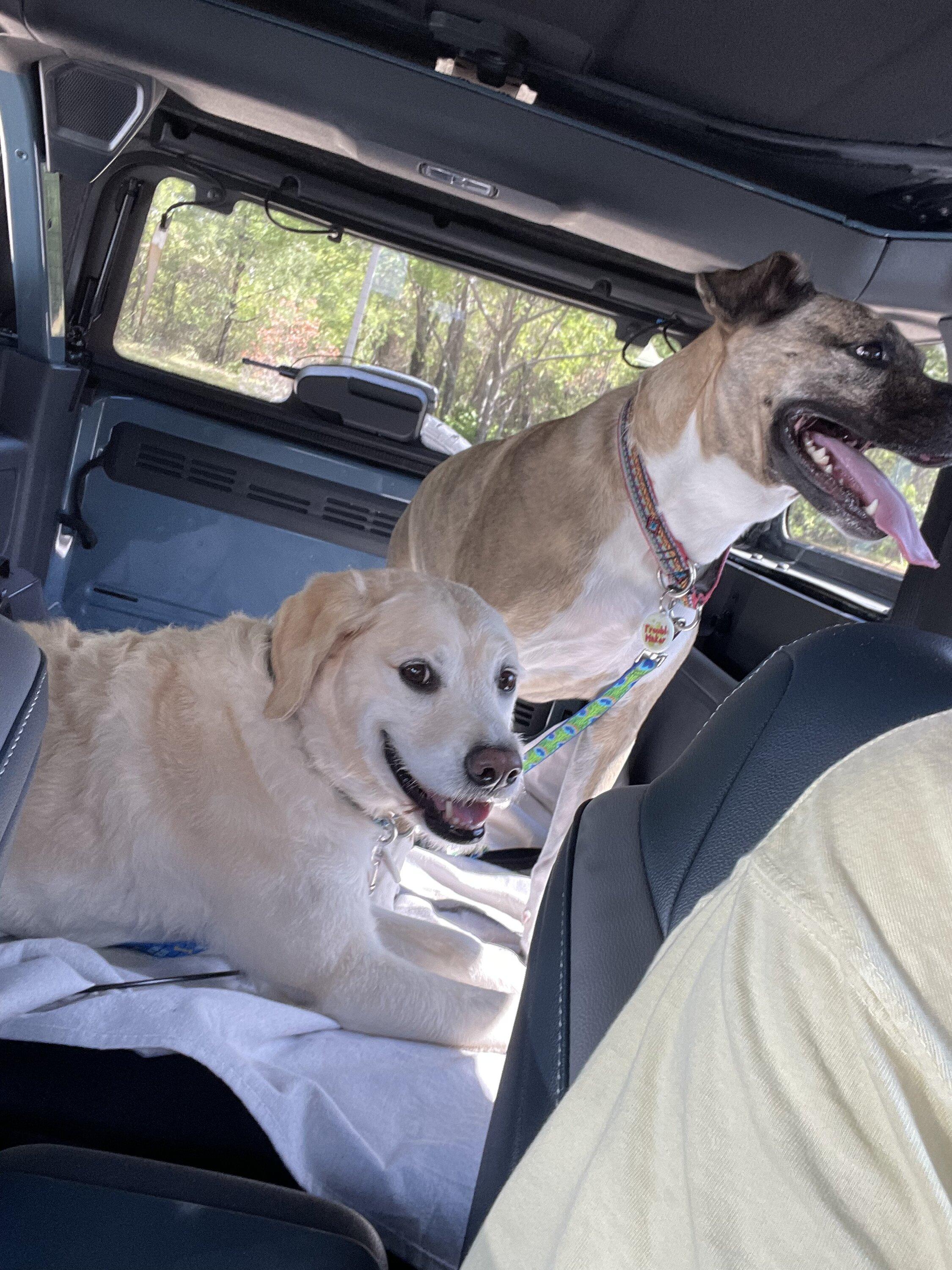 Ford Bronco 🐾 Show Us Your Dog + Bronco Photos! D648B2F0-1D87-4A9F-817D-8BAF6CA671E9
