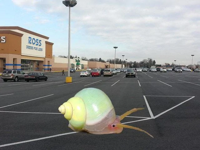 SnailMallCrawl.jpg