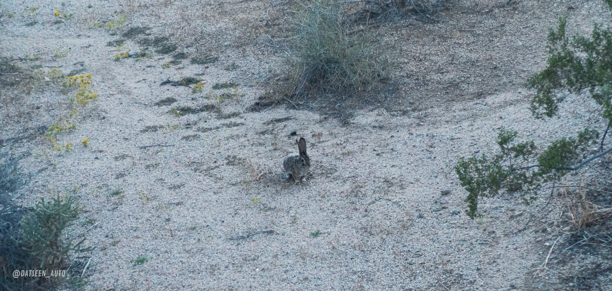 Ford Bronco Joshua Tree - Berdoo Canyon and Old Dale Road - 2 Door Bronco Solo Trip. DSC04534