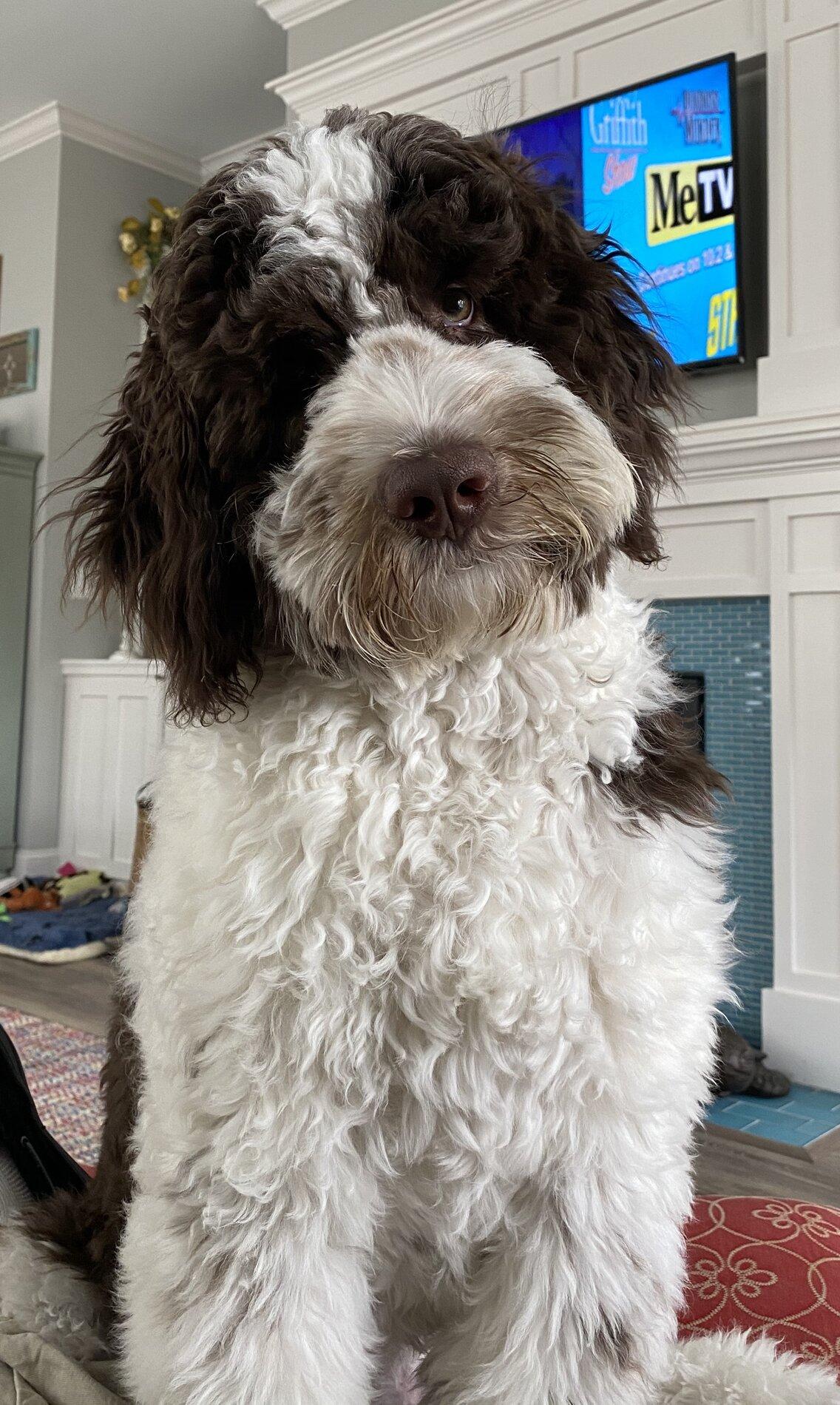 Ford Bronco The Dog Thread 🐾 Otis8