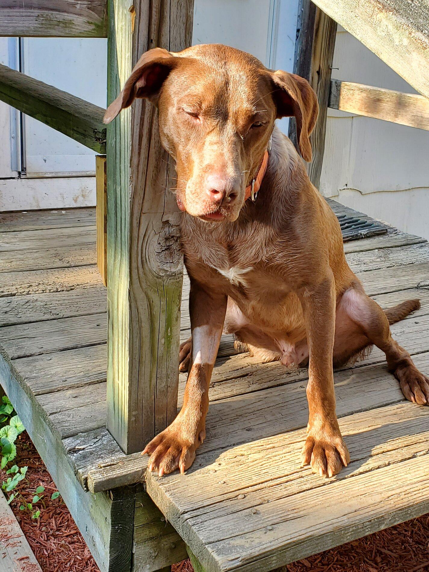 Ford Bronco The Dog Thread 🐾 20200715_180058