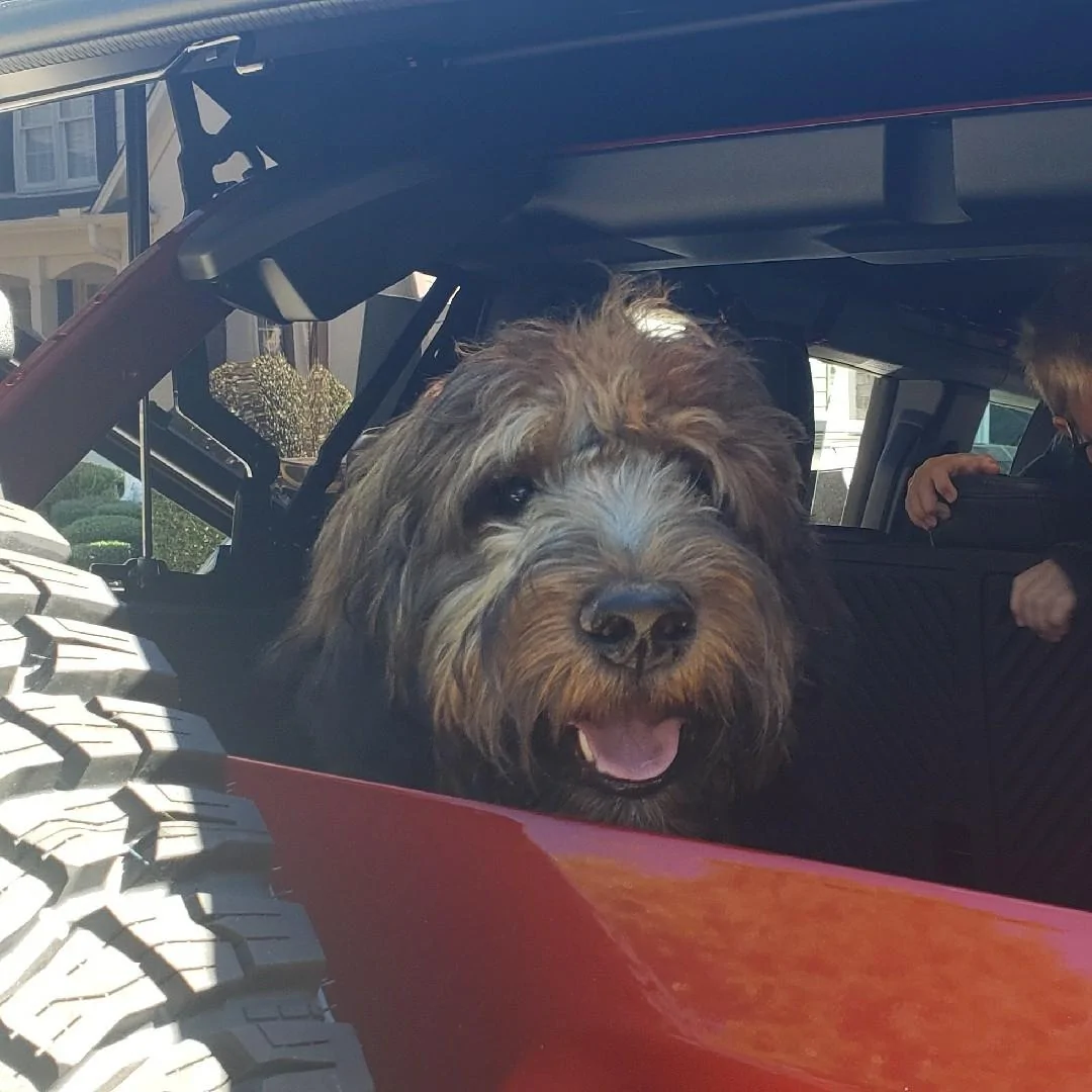 Ford Bronco 🐾 Show Us Your Dog + Bronco Photos! IMG_20221004_060656084