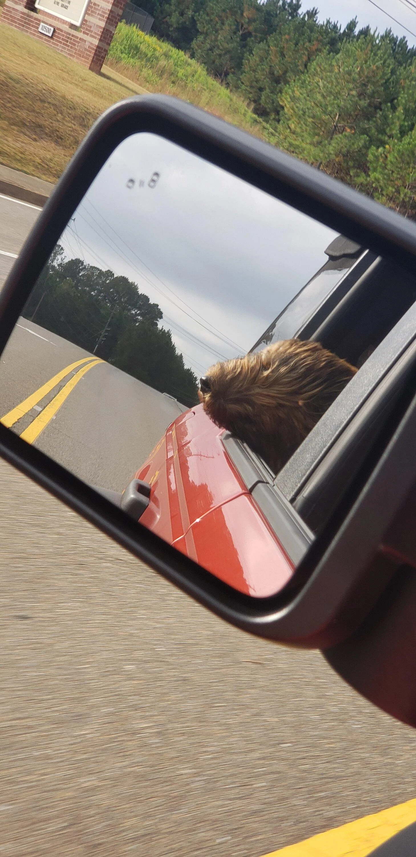 Ford Bronco 🐾 Show Us Your Dog + Bronco Photos! 20221011_095801