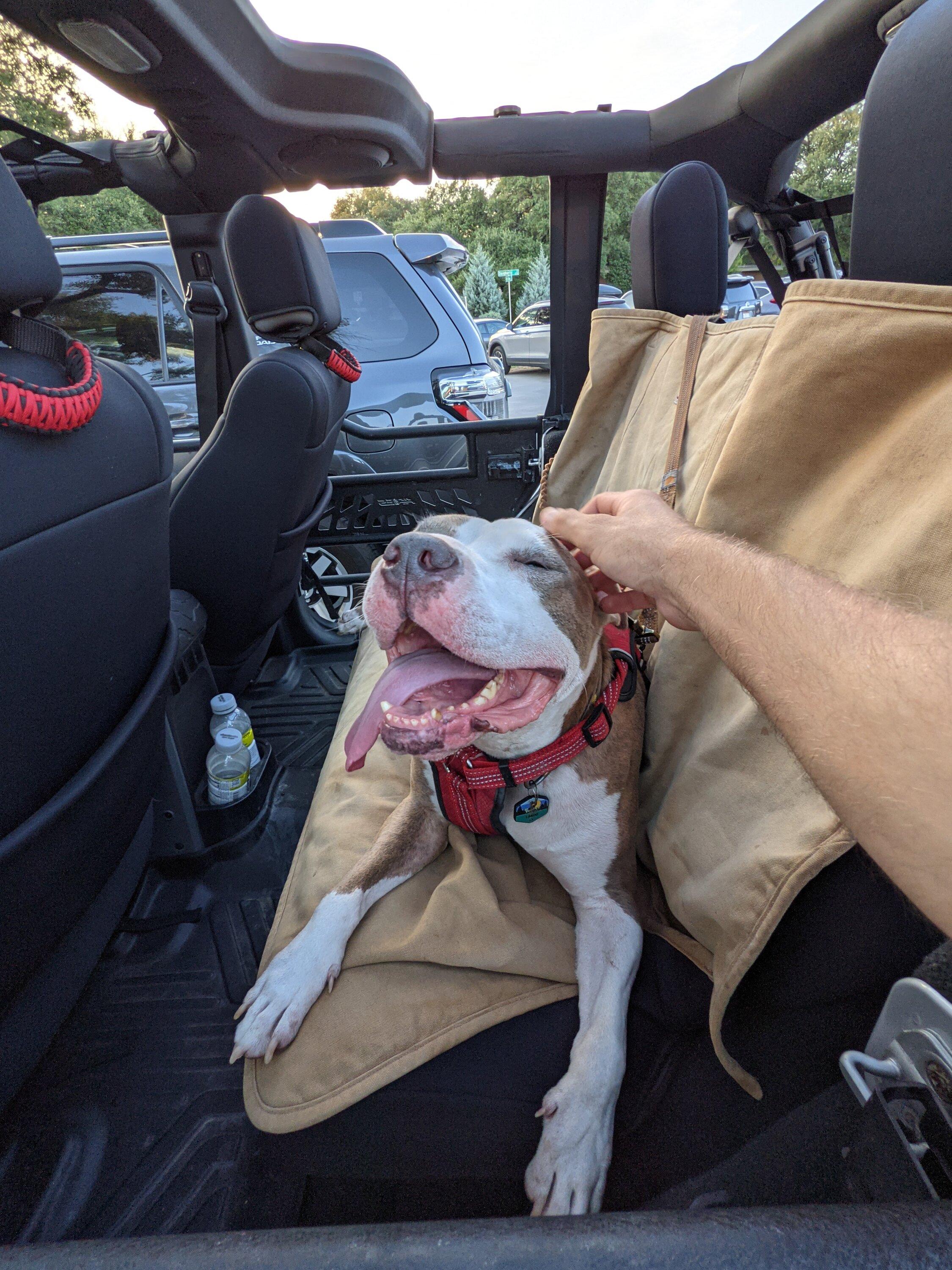 Ford Bronco Dog Options? PXL_20210918_001301097