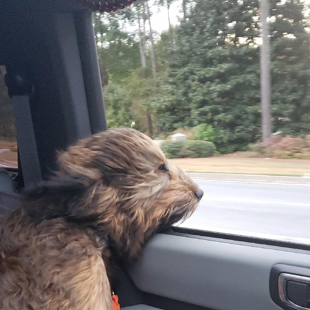 Ford Bronco 🐾 Show Us Your Dog + Bronco Photos! IMG_20221018_213232373