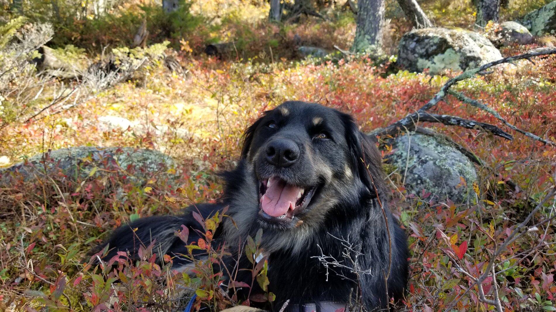 Ford Bronco The Dog Thread 🐾 20200925_121226