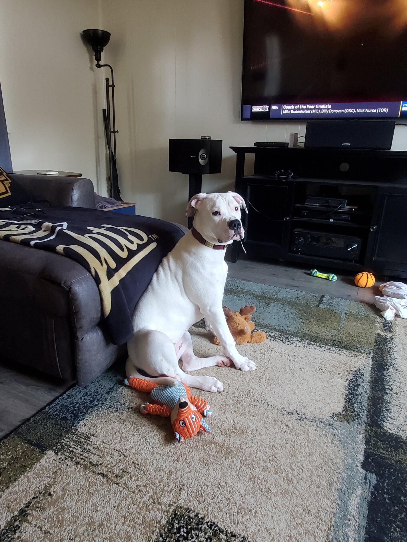 Ford Bronco The Dog Thread 🐾 20200808_150534