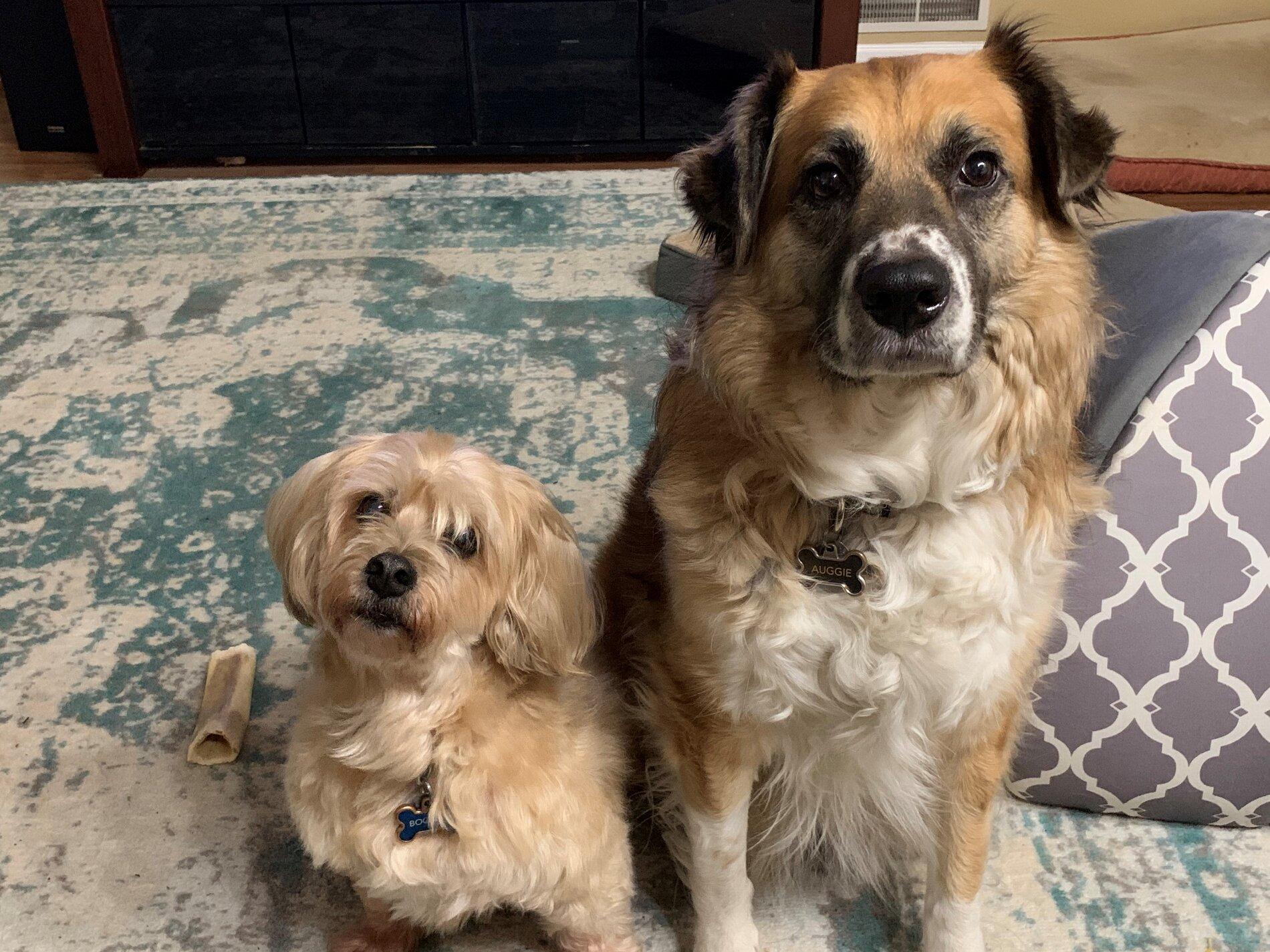 Ford Bronco The Dog Thread 🐾 pups