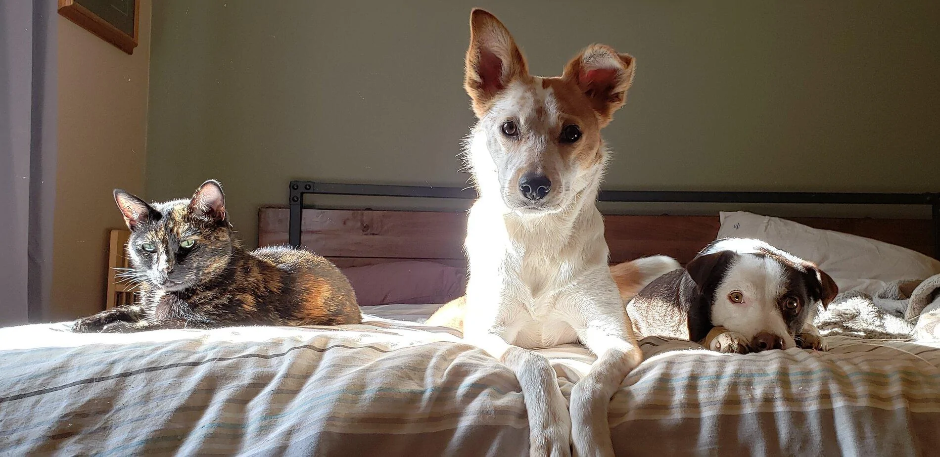 Ford Bronco The Dog Thread 🐾 20190309_102528 (2)
