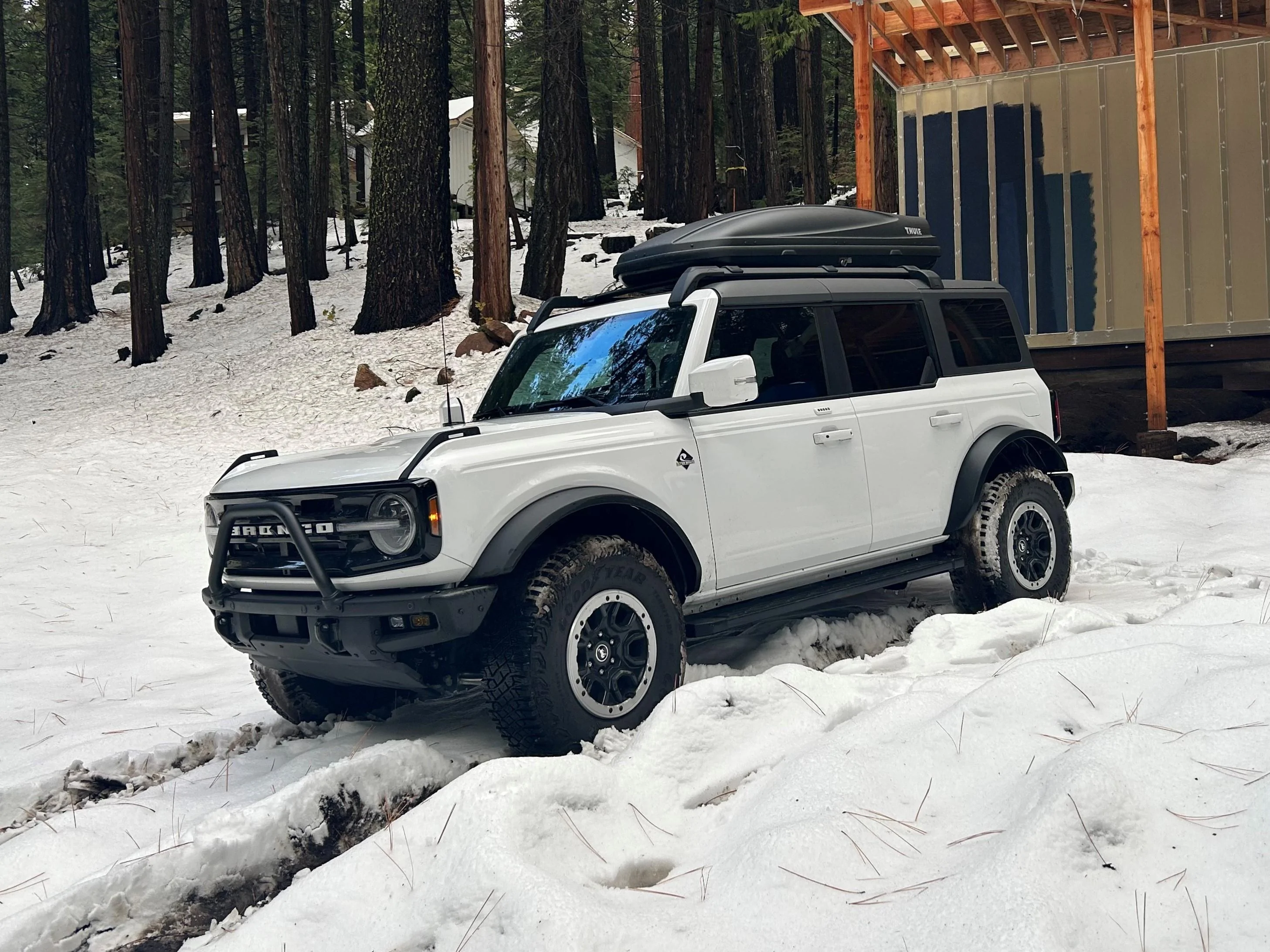 Snowshoe1.webp