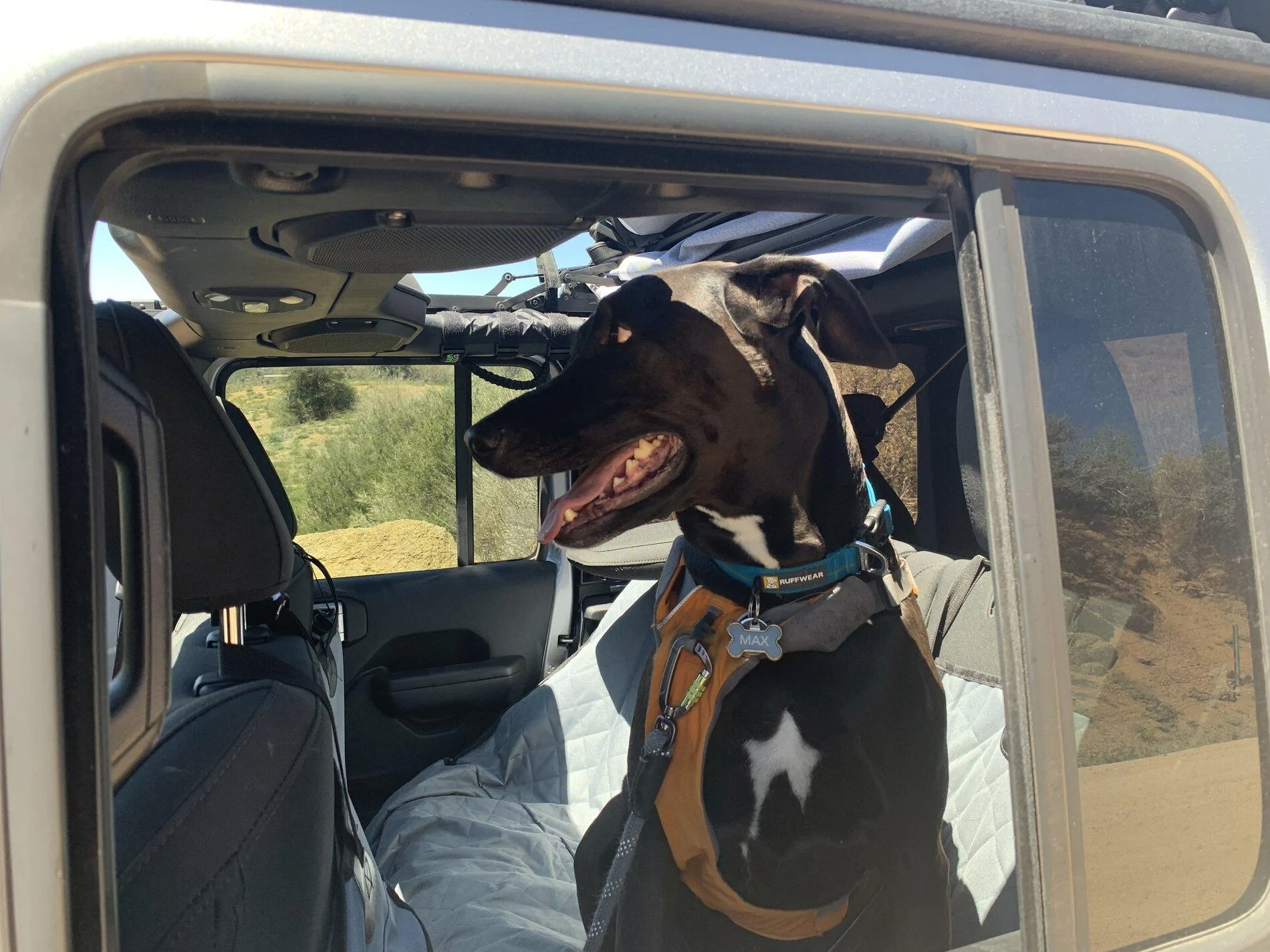 Ford Bronco Issues transporting your good puppy dog? IMG-2312