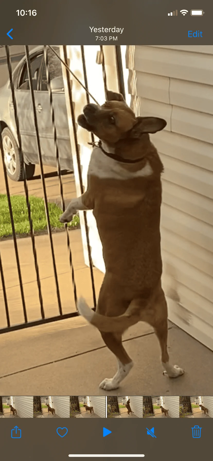 Ford Bronco The Dog Thread 🐾 E02F7781-82BD-41EA-8924-A821AF233DAA
