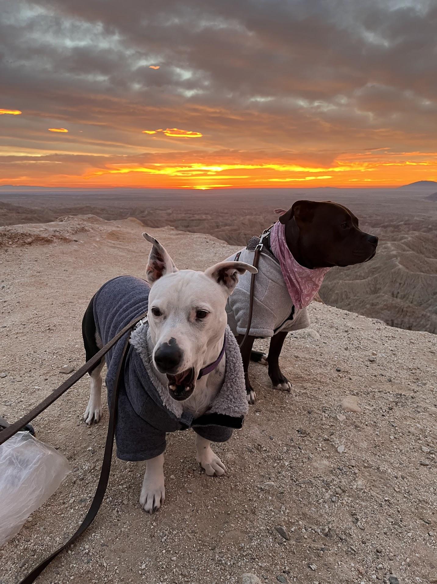 Ford Bronco Incredible canyons and desert sunrises off-roading in Anza Borrego desert (Video) Dogs-badlands