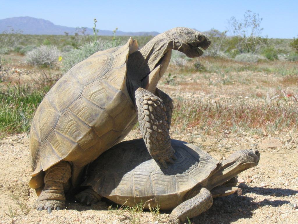 Ford Bronco UTAH Need's Everyone Help To Save Some Land. tort_mating2