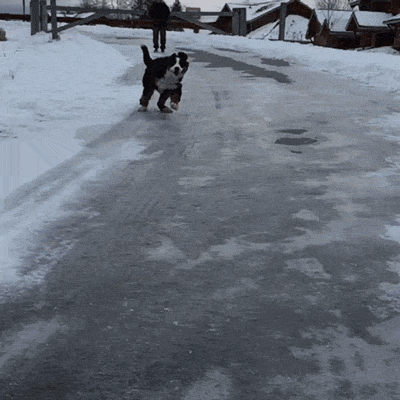 Ford Bronco Bronco Build & Price date dog on ice