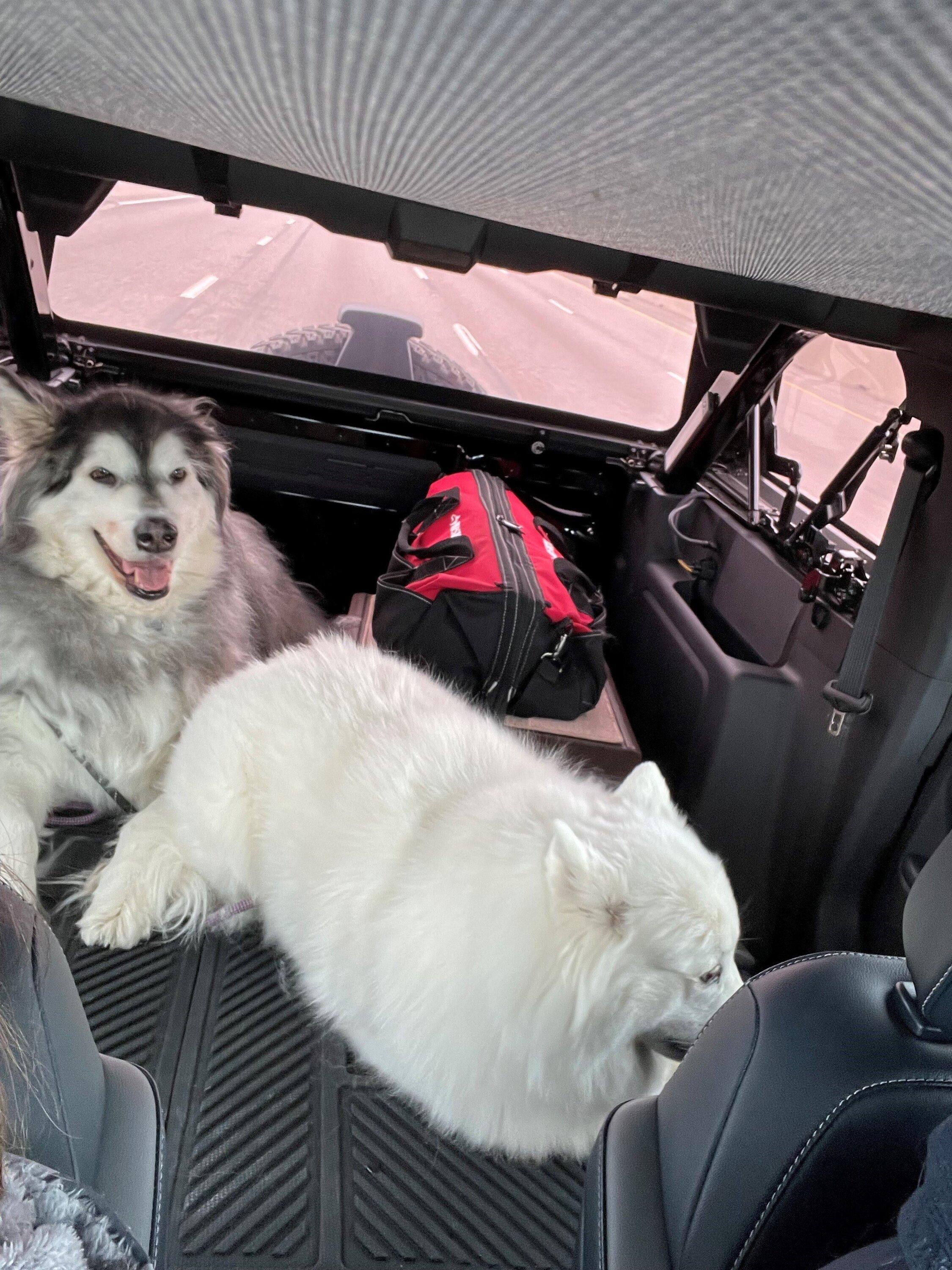 Ford Bronco Getting dog into Sas. dogs