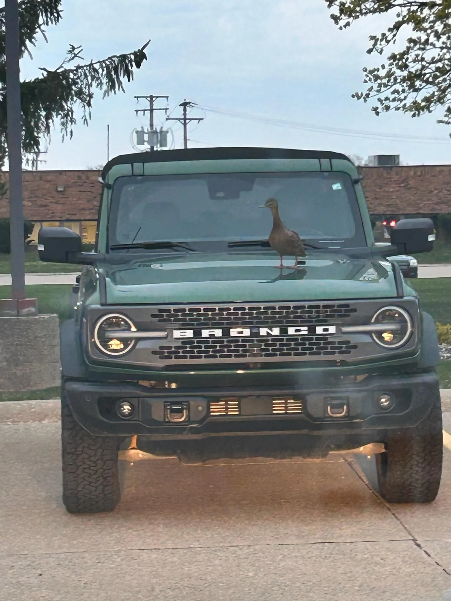 Ford Bronco I got Ducked! image000000(3)