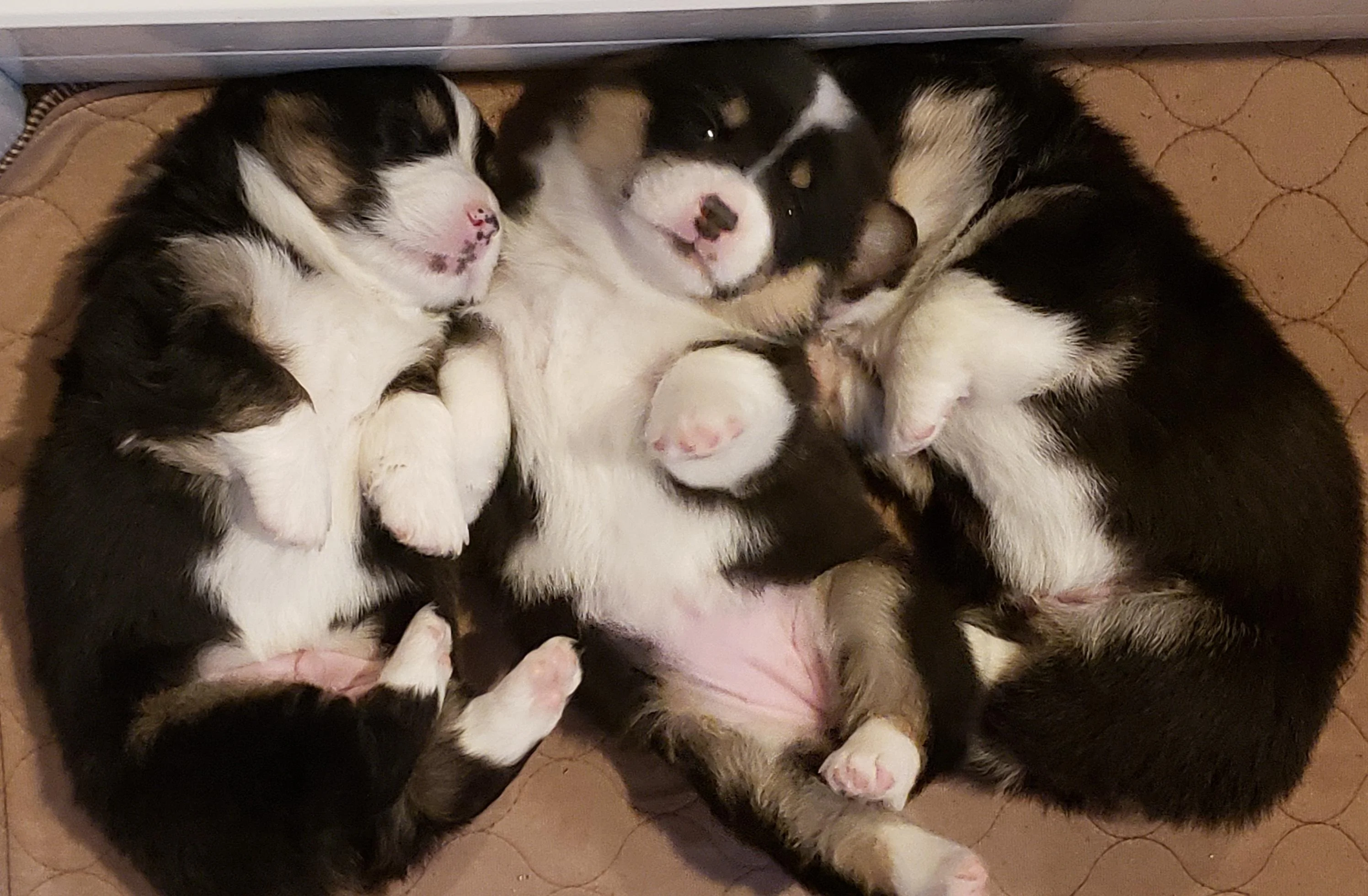 Ford Bronco Gender Driving Litter napping