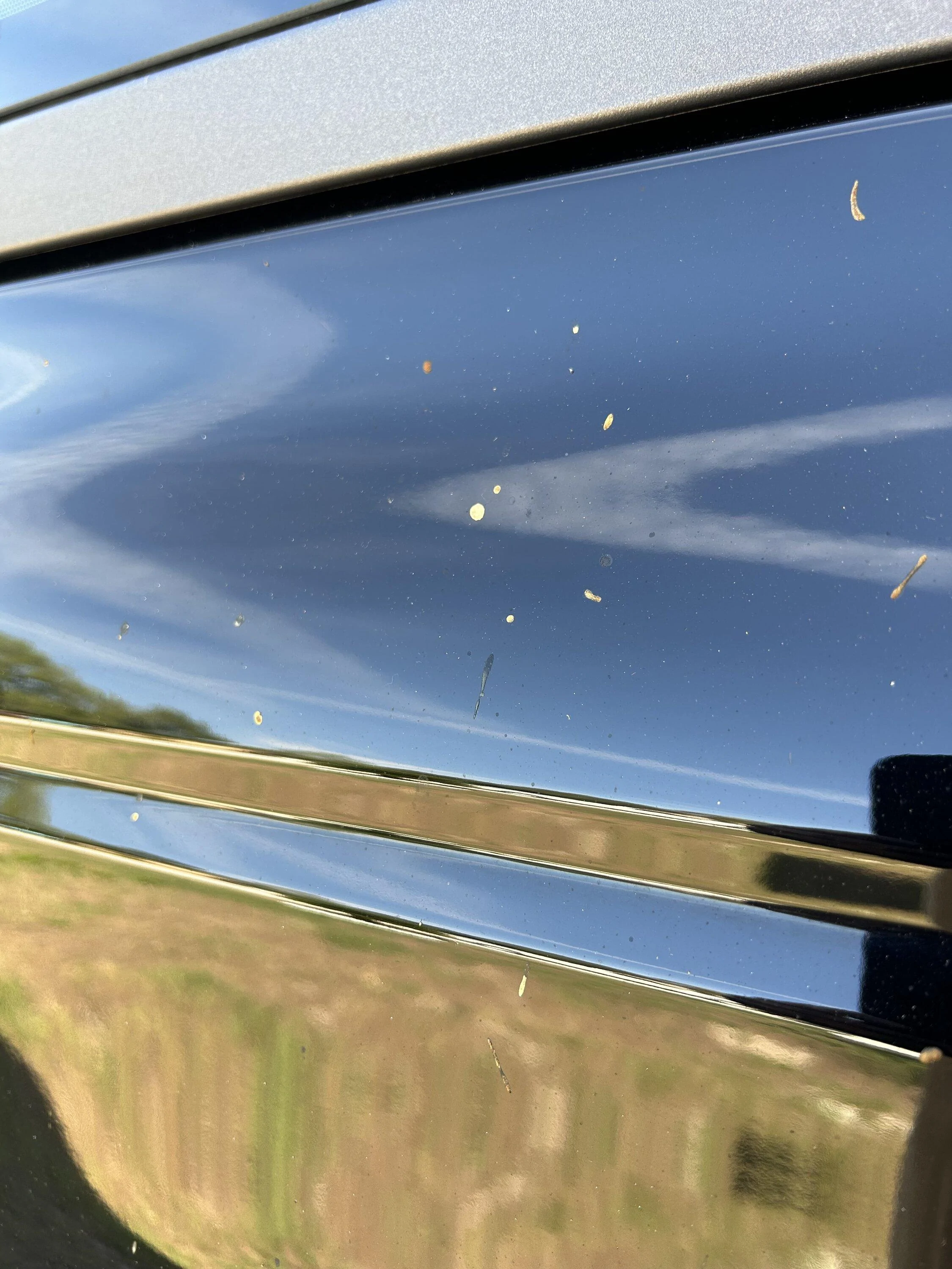 S Raptor Poop What is this sap / pollen / poop / droppings? How to clean it ...