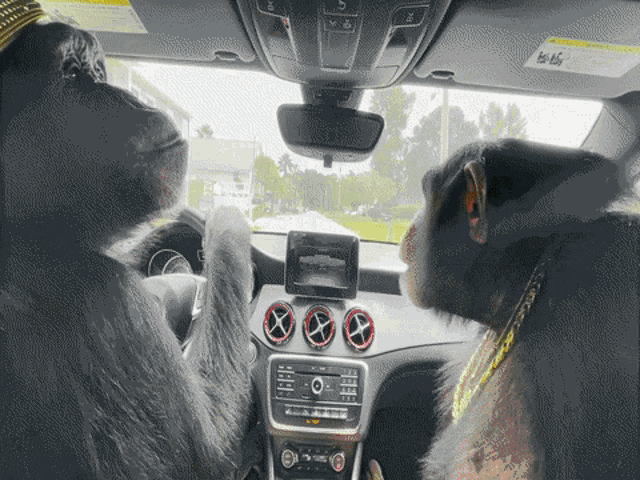 Ford Bronco Is it worth it? Are they safe enough? monkey-champese(1)