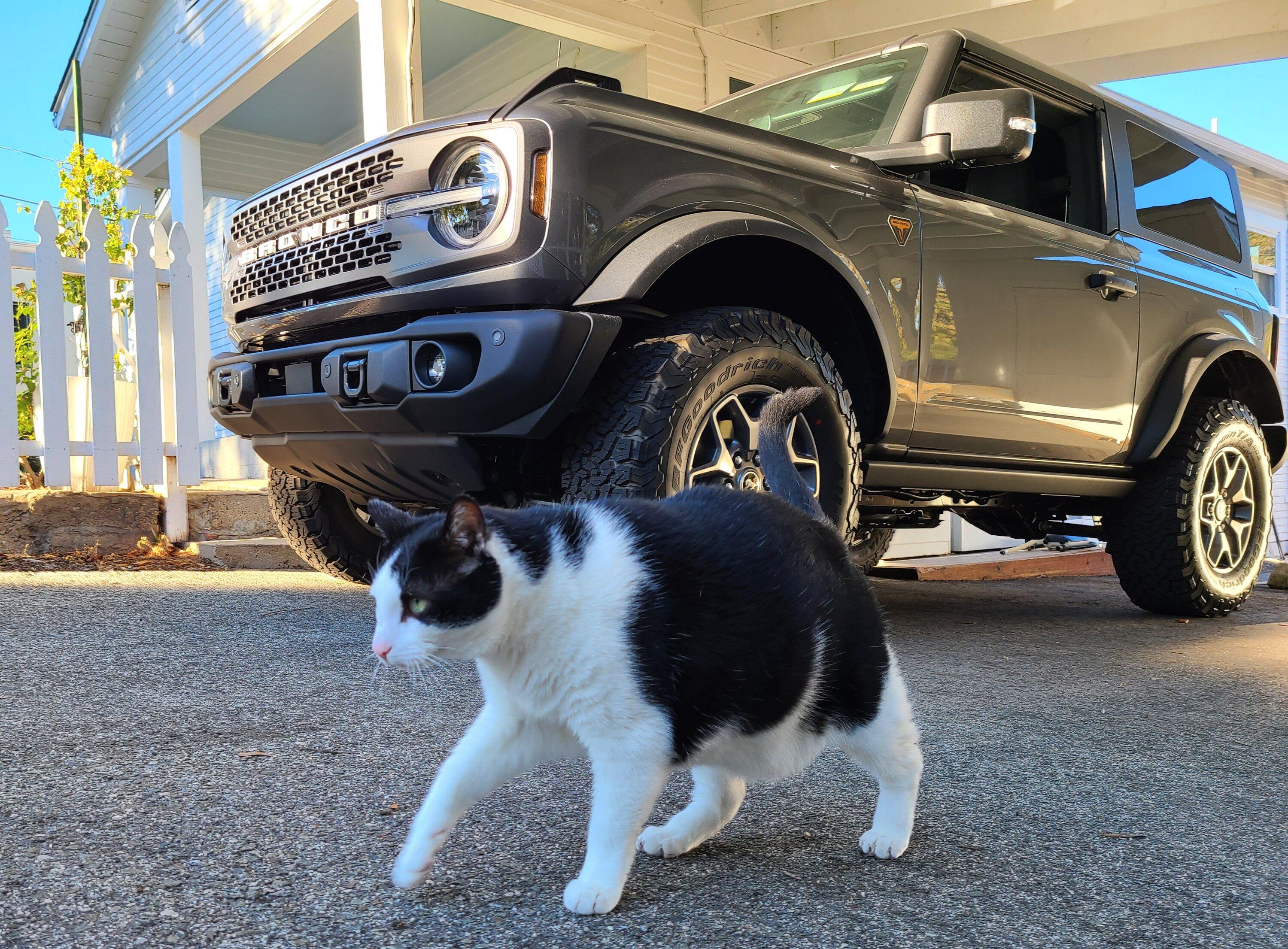 Ford Bronco Bronco cats IMG_1988