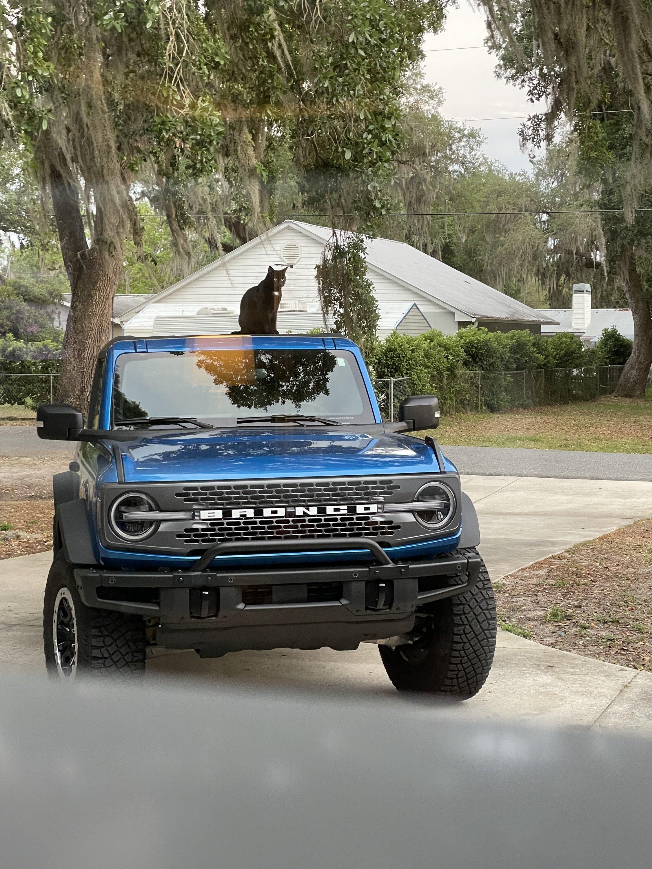 Ford Bronco Bronco cats IMG_3950