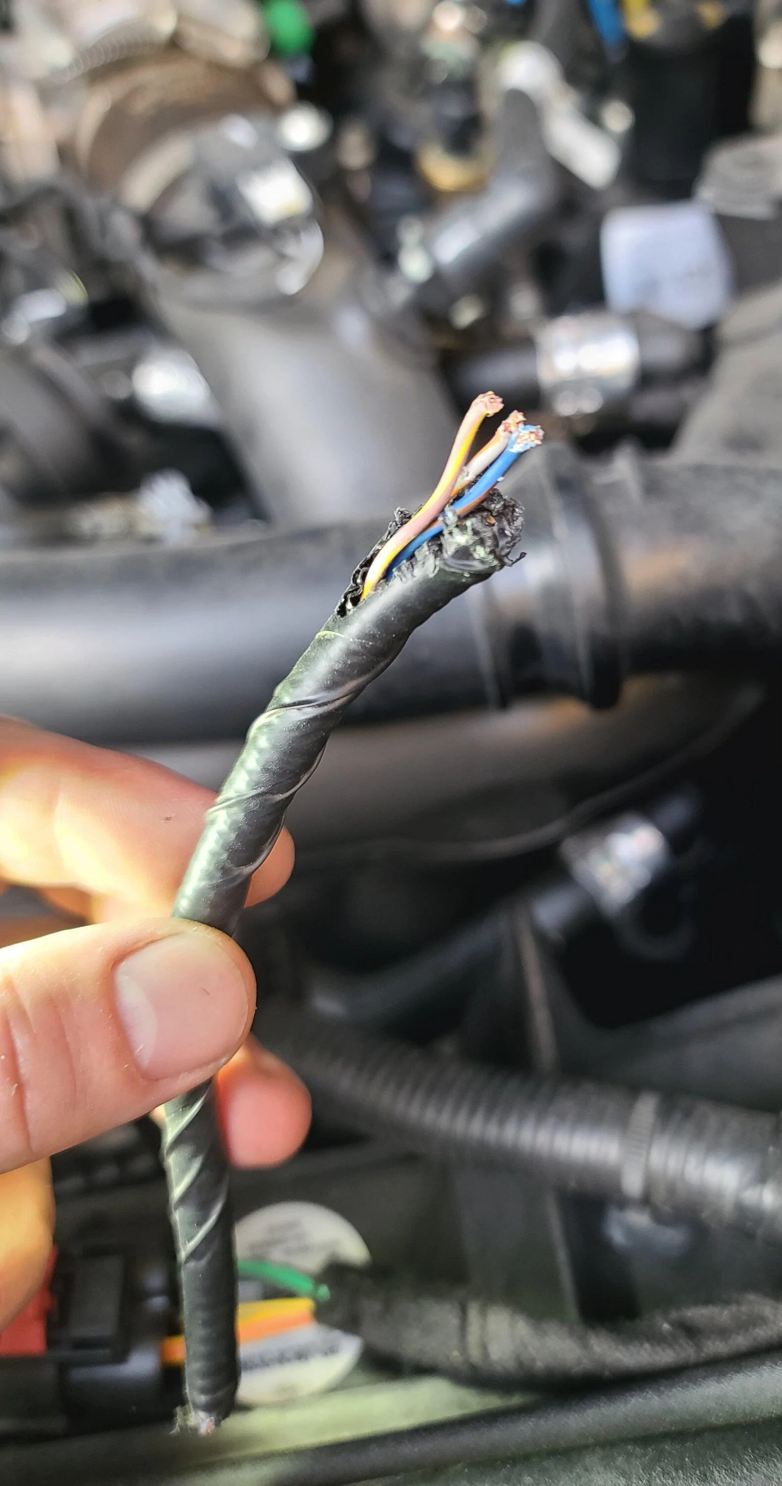 Ford Bronco Wiring help please! Rodents got me. 20230601_192928
