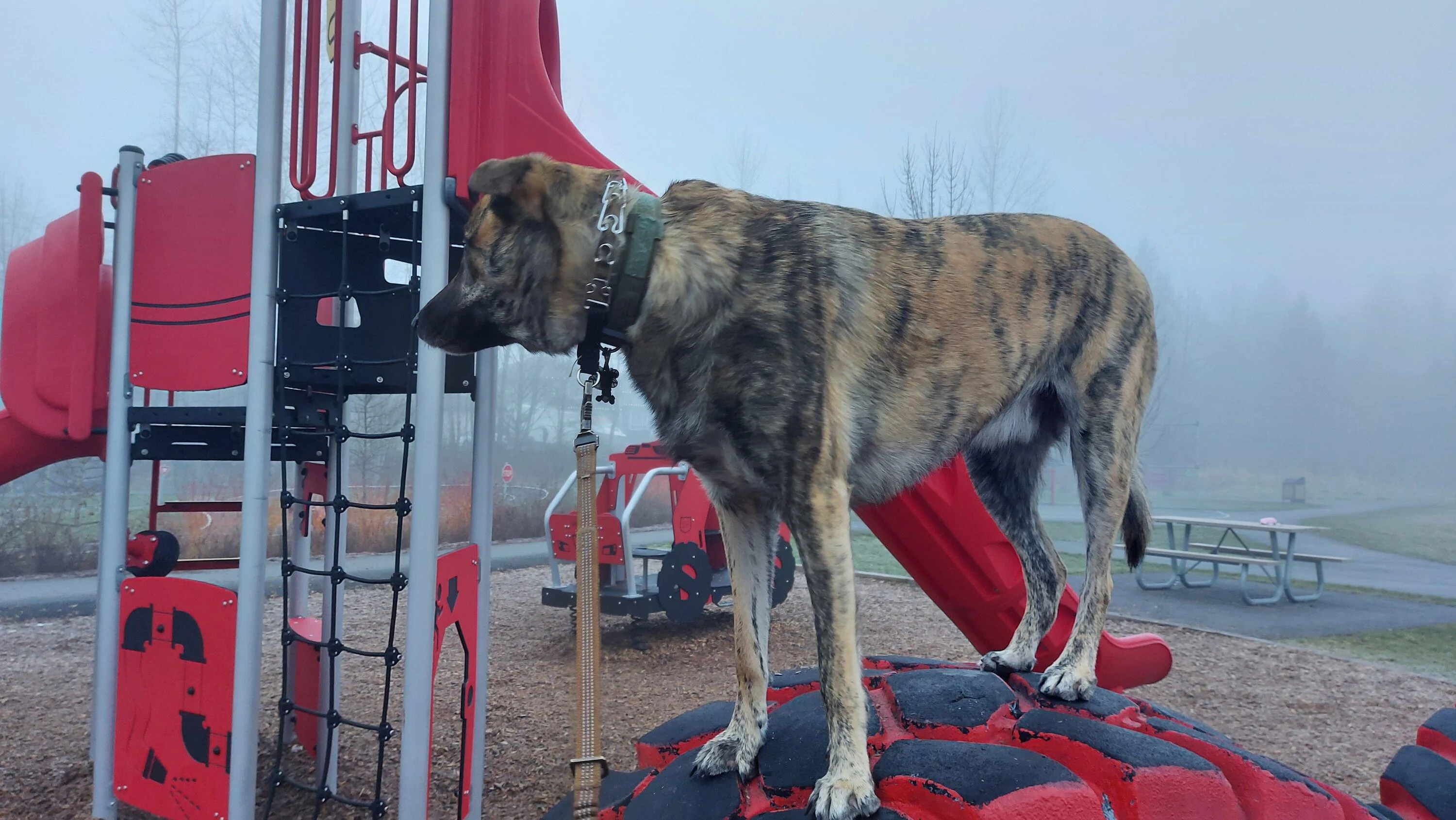 Ford Bronco When your dogs eat your bronco 20220123_082018