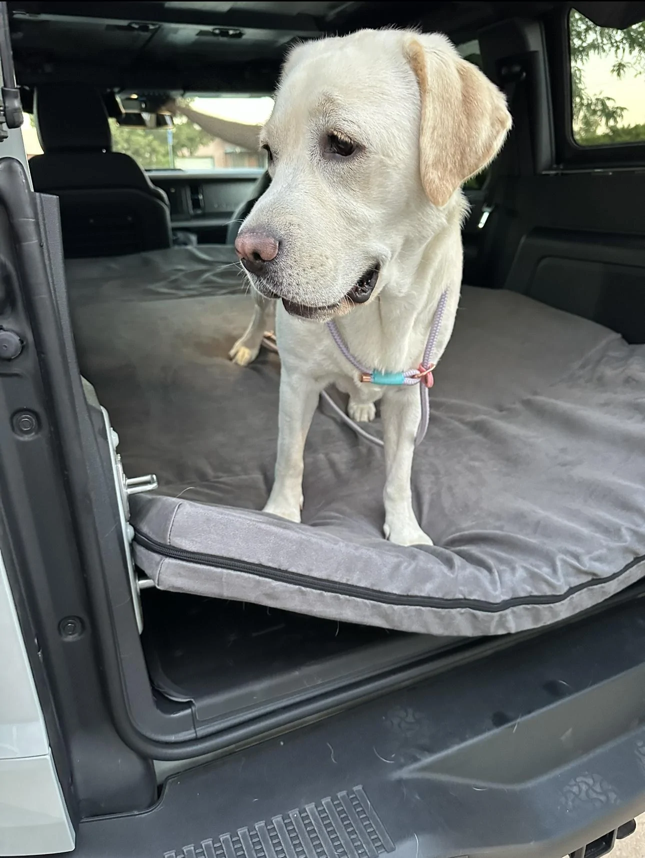 Ford Bronco Big Barker Dog Bed IMG-6519