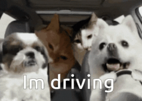 Ford Bronco Ford Patents Offroad Driving While Standing Up in Bronco dog-driving-car