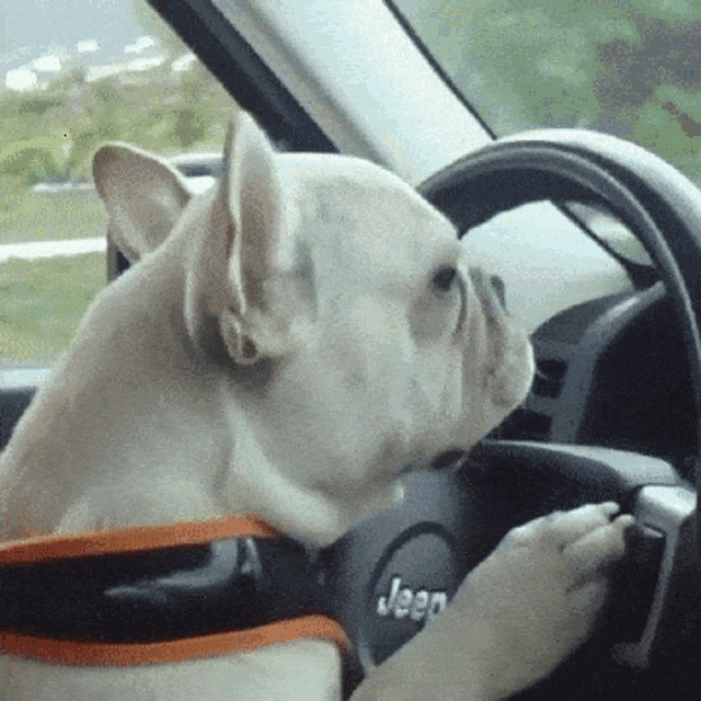 Ford Bronco Ford Patents Offroad Driving While Standing Up in Bronco dog-drivin