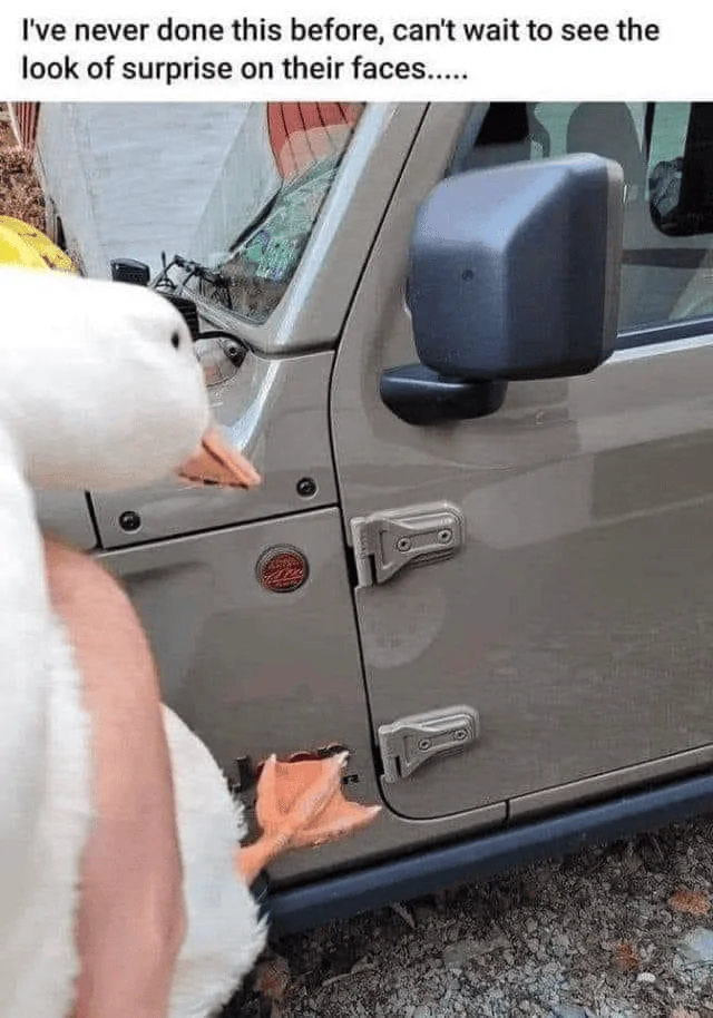 Ford Bronco How about these instead of ducks? 1689177321953