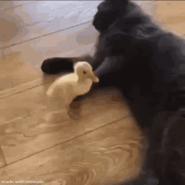 Ford Bronco NPR Covers Jeep Ducking cat-kick-duck