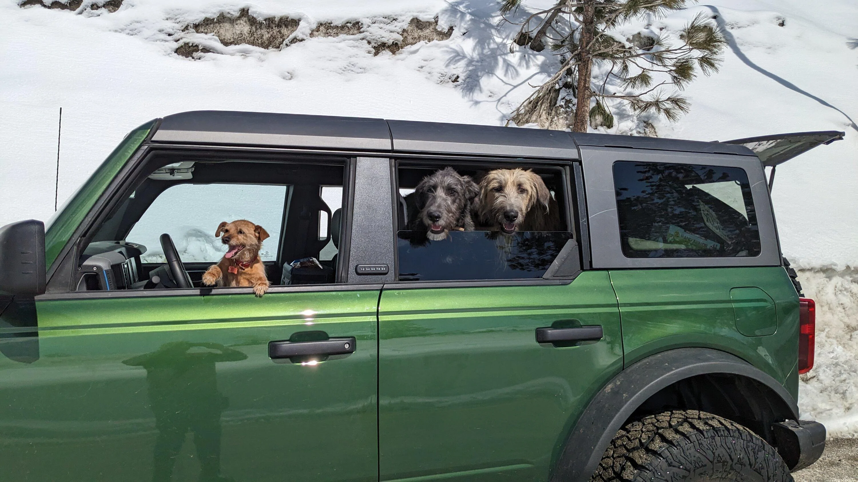 Ford Bronco Taking large dogs on long trips? PXL_20230325_212933237